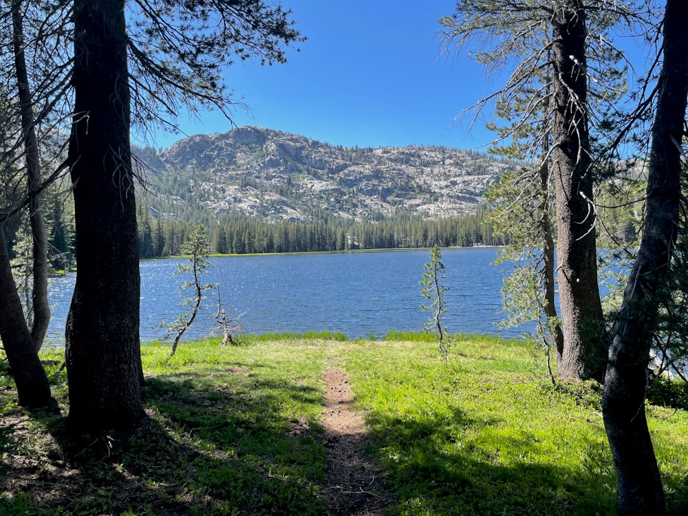 a trail leading to a lake surrounded by trees