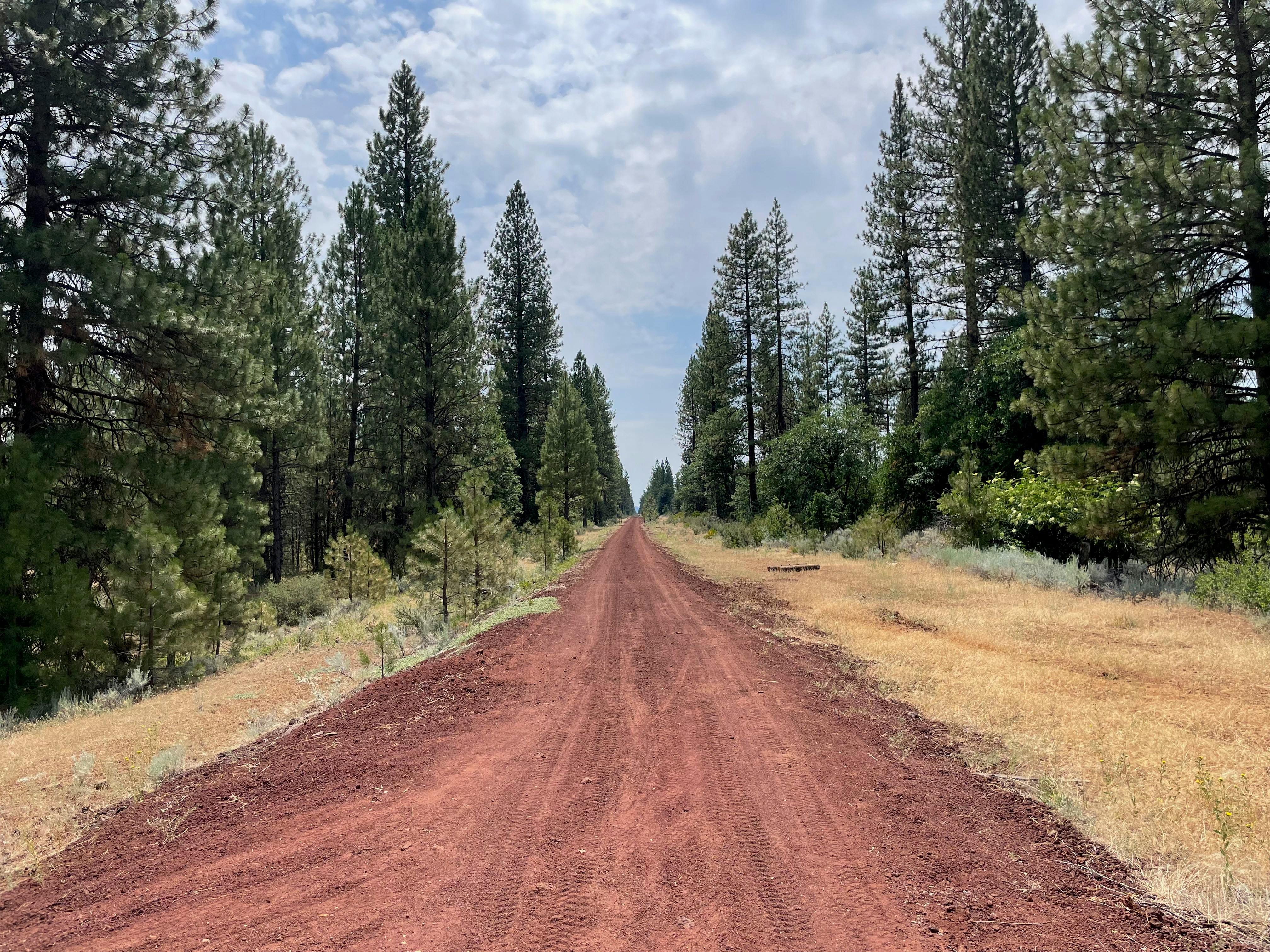 a dirt road in the middle of a forest