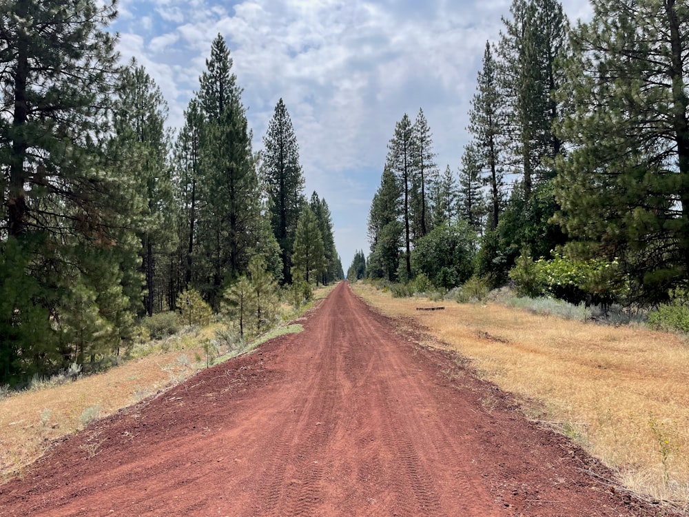 a dirt road in the middle of a forest