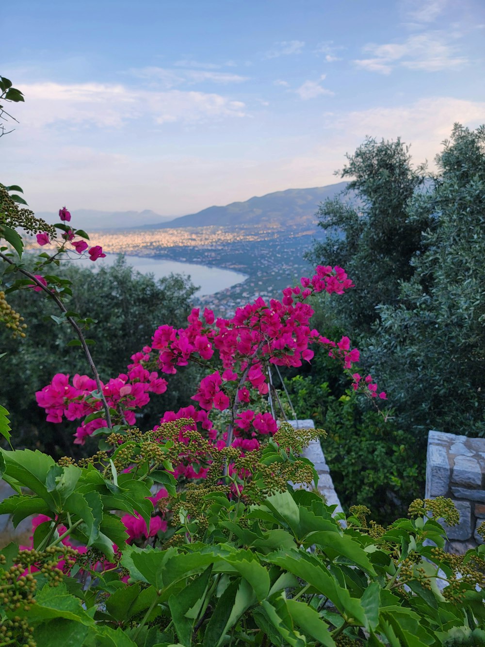 pink flowers are blooming in a garden overlooking a lake