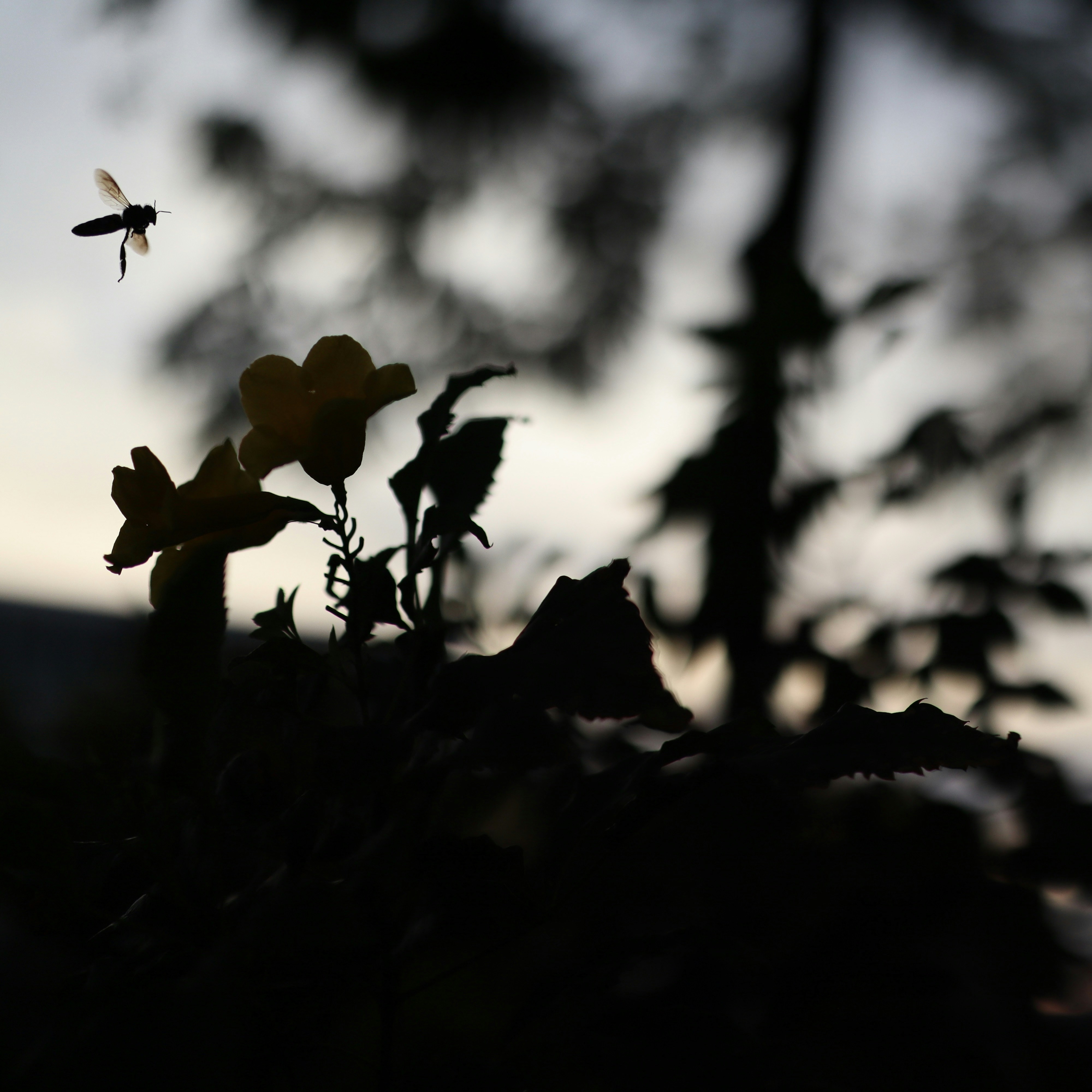 a bee flying over a flower in a field