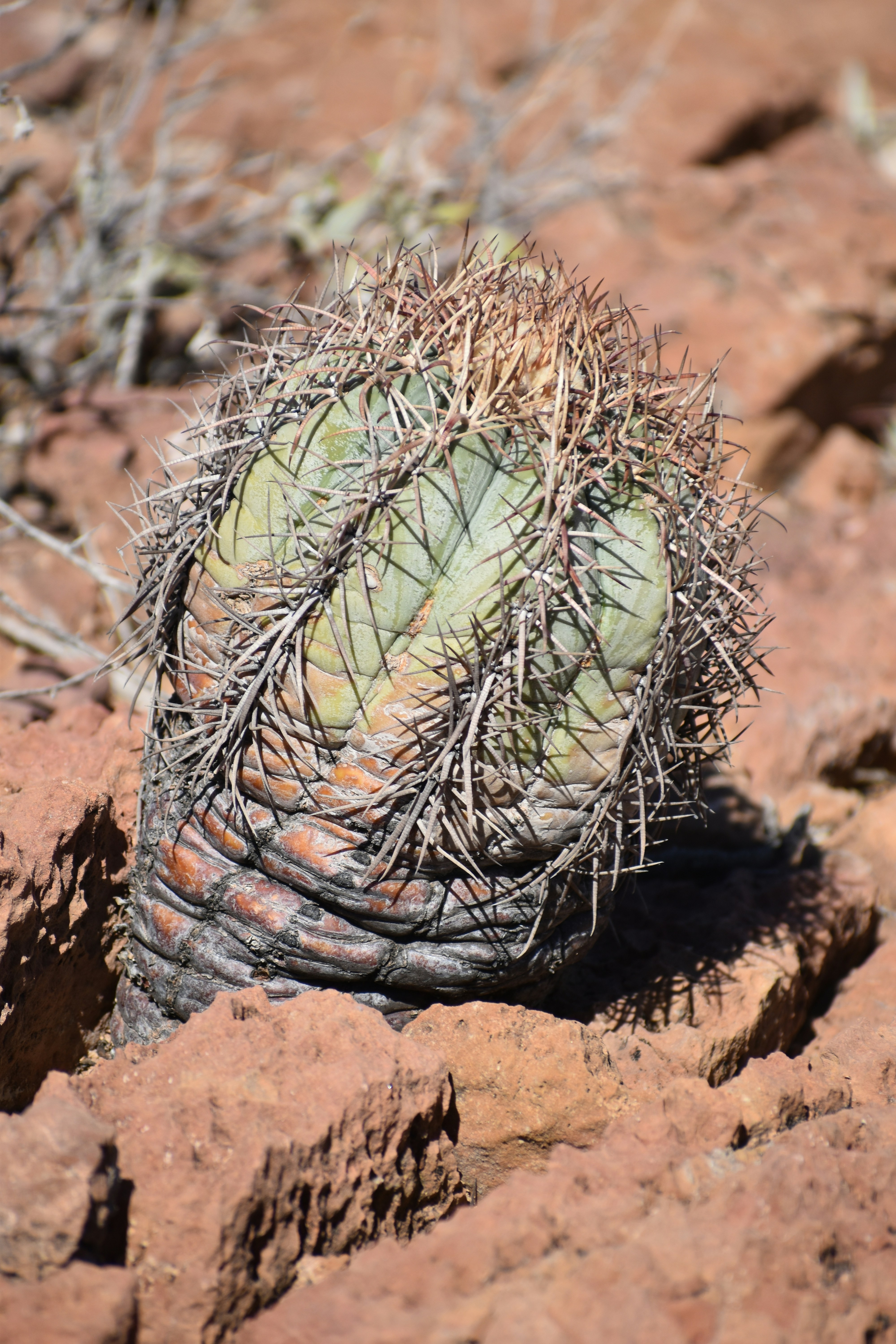 A cactus in the middle of a rocky area photo – Free New mexico Image on ...