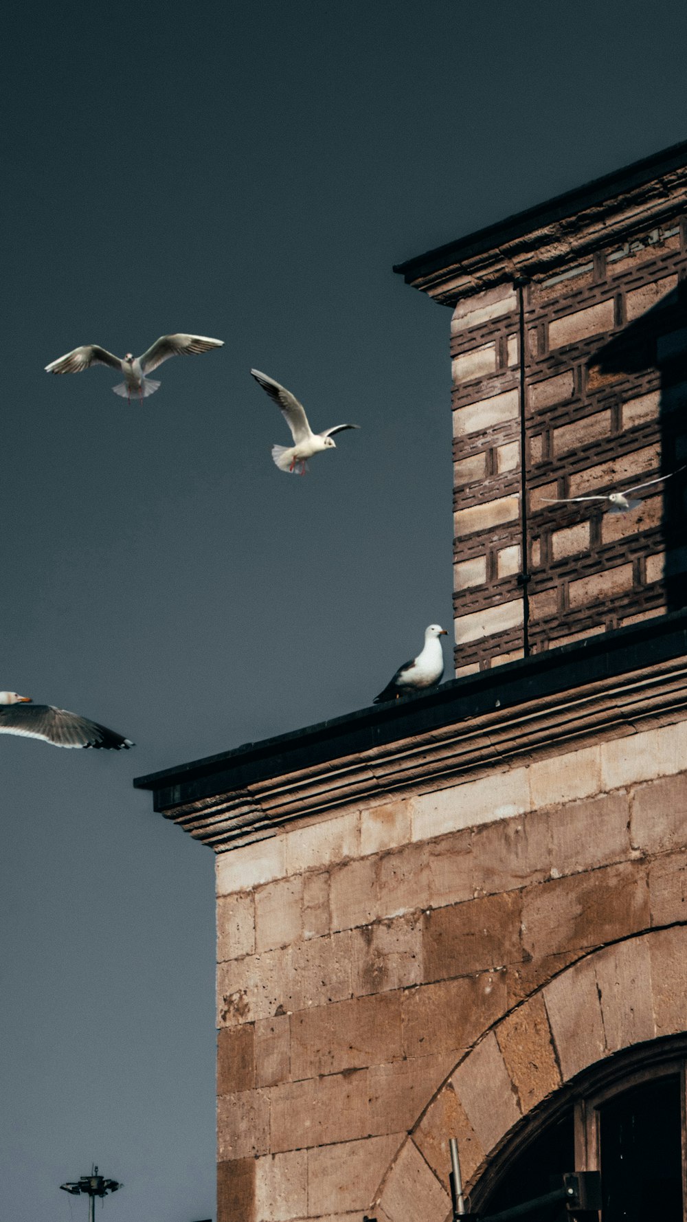 a flock of birds flying over a brick building