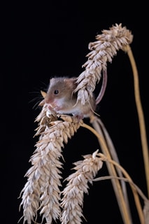Illustration of a brave mouse dressed in colonial attire, standing beside a miniature American flag.