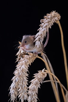 Illustration of a brave mouse dressed in colonial attire, standing beside a miniature American flag.