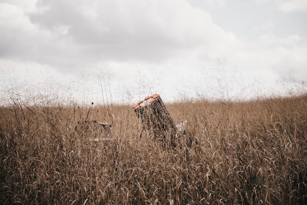 a person laying in a field of tall grass