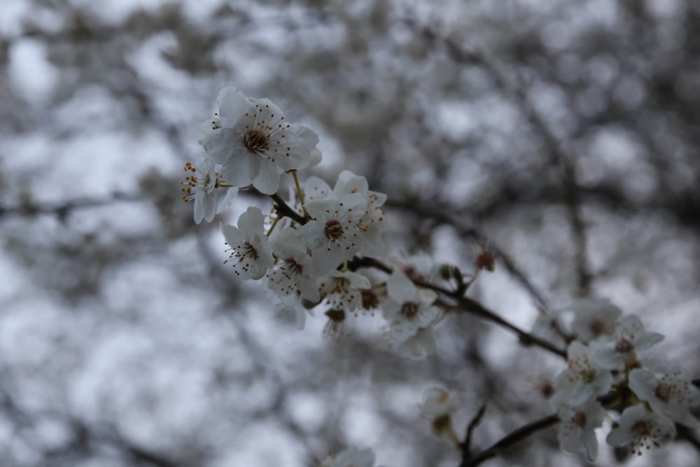 a branch of a tree with white flowers