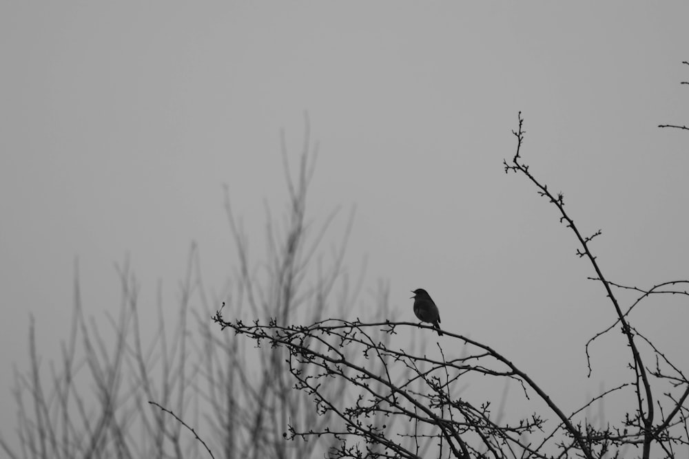 a black and white photo of a bird on a branch