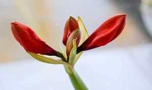 A close-up of a blooming red amaryllis flower with its petals starting to open, revealing hints of green on the stems. The background is softly blurred, emphasizing the vibrant colors and delicate texture of the petals.