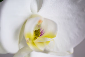 Close-up of a soft ivory orchid petal bathed in natural light, highlighting its delicate texture.