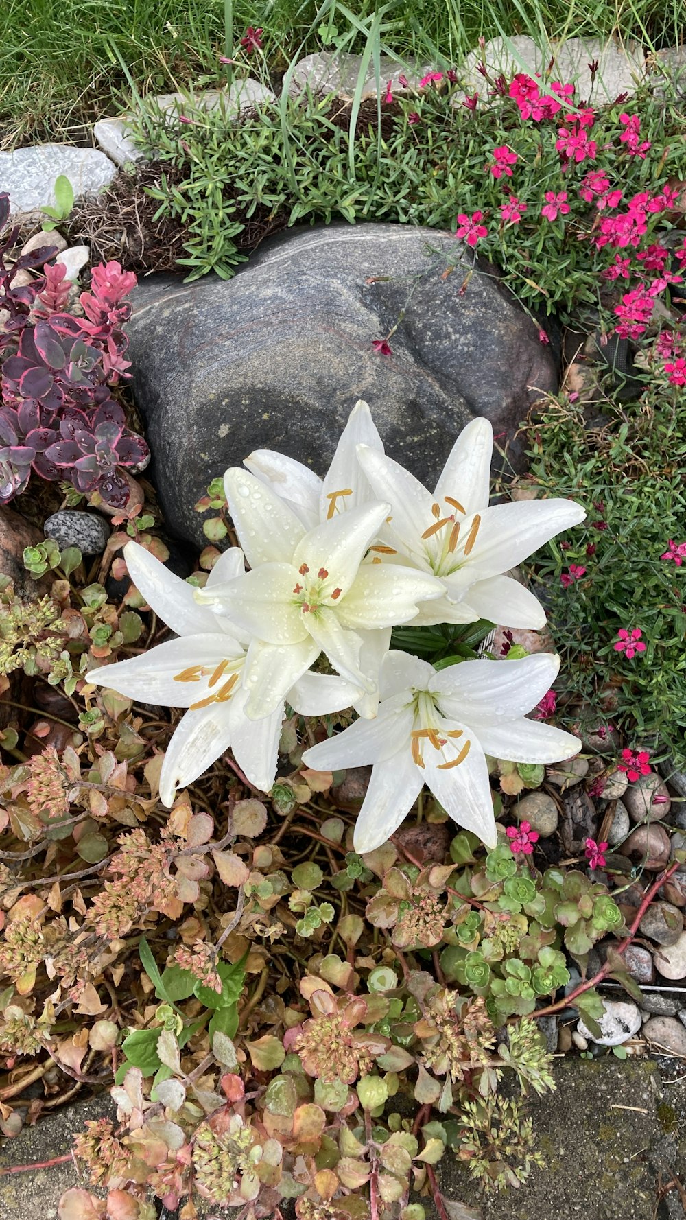 a group of white flowers sitting next to a rock