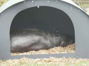 A large animal, possibly a hippopotamus, is sleeping inside a curved, dark-colored shelter lined with wood shavings. The shelter appears to be outdoors, on a grassy area with some dry leaves scattered around.