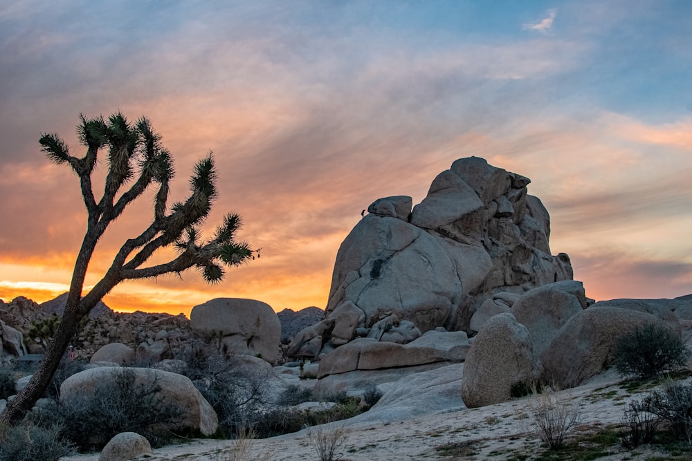 a joshua tree stands in the foreground as the sun sets in the background
