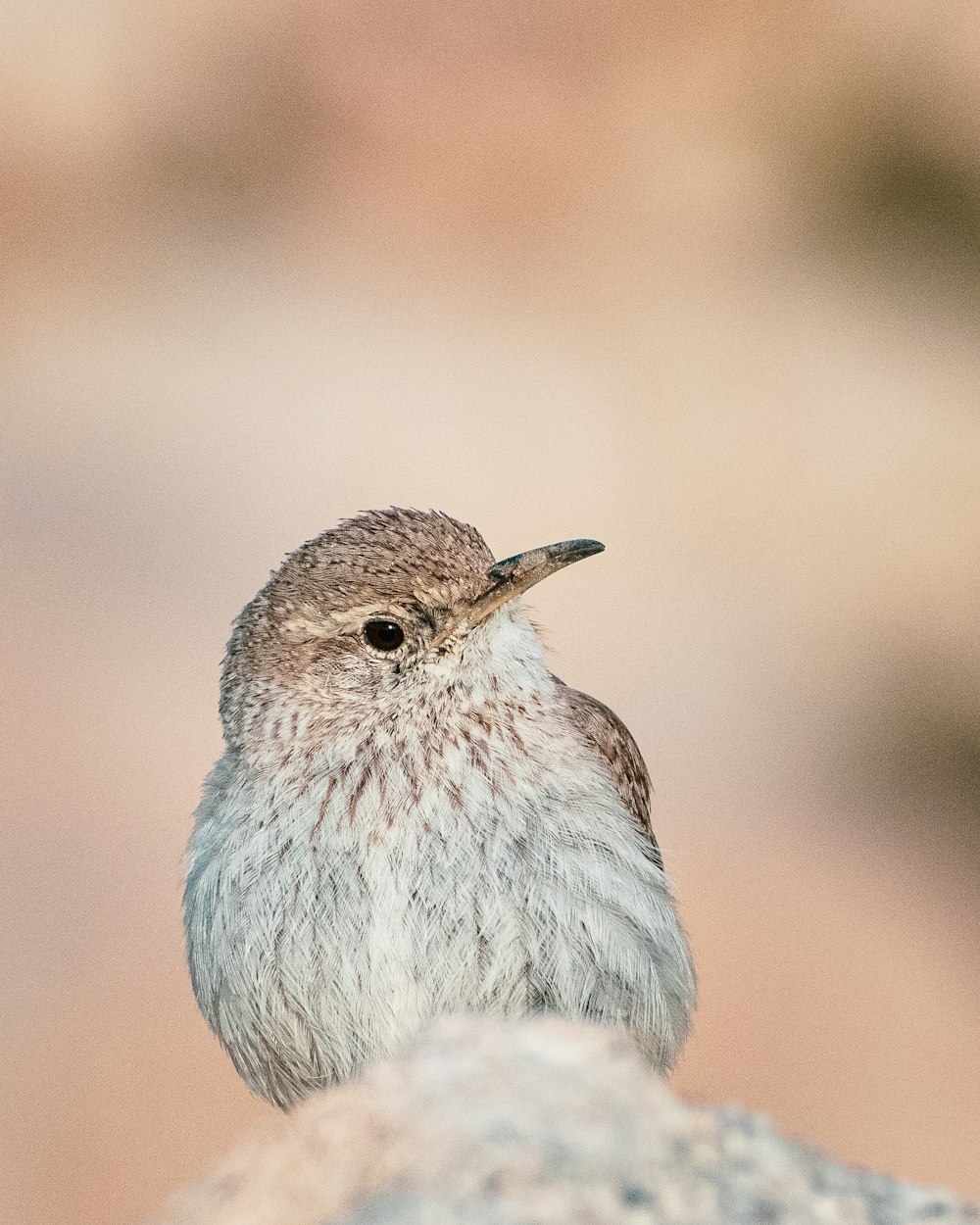 a small bird sitting on top of a rock