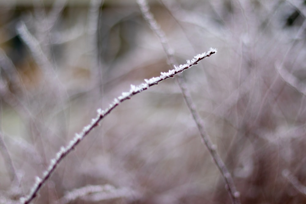 a close up of a plant with snow on it