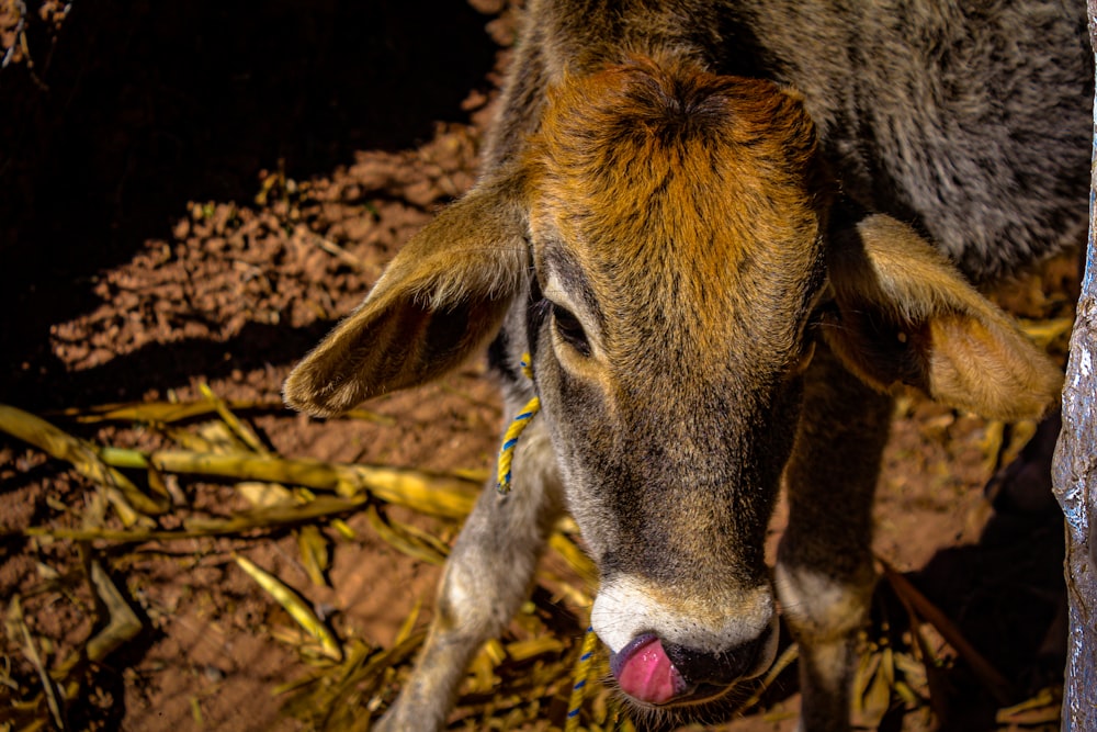 a cow sticking its tongue out in the dirt
