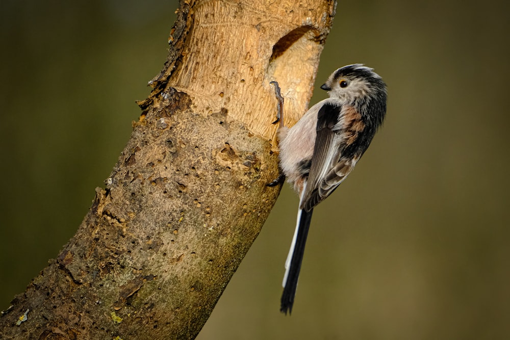 un petit oiseau perché sur une branche d’arbre