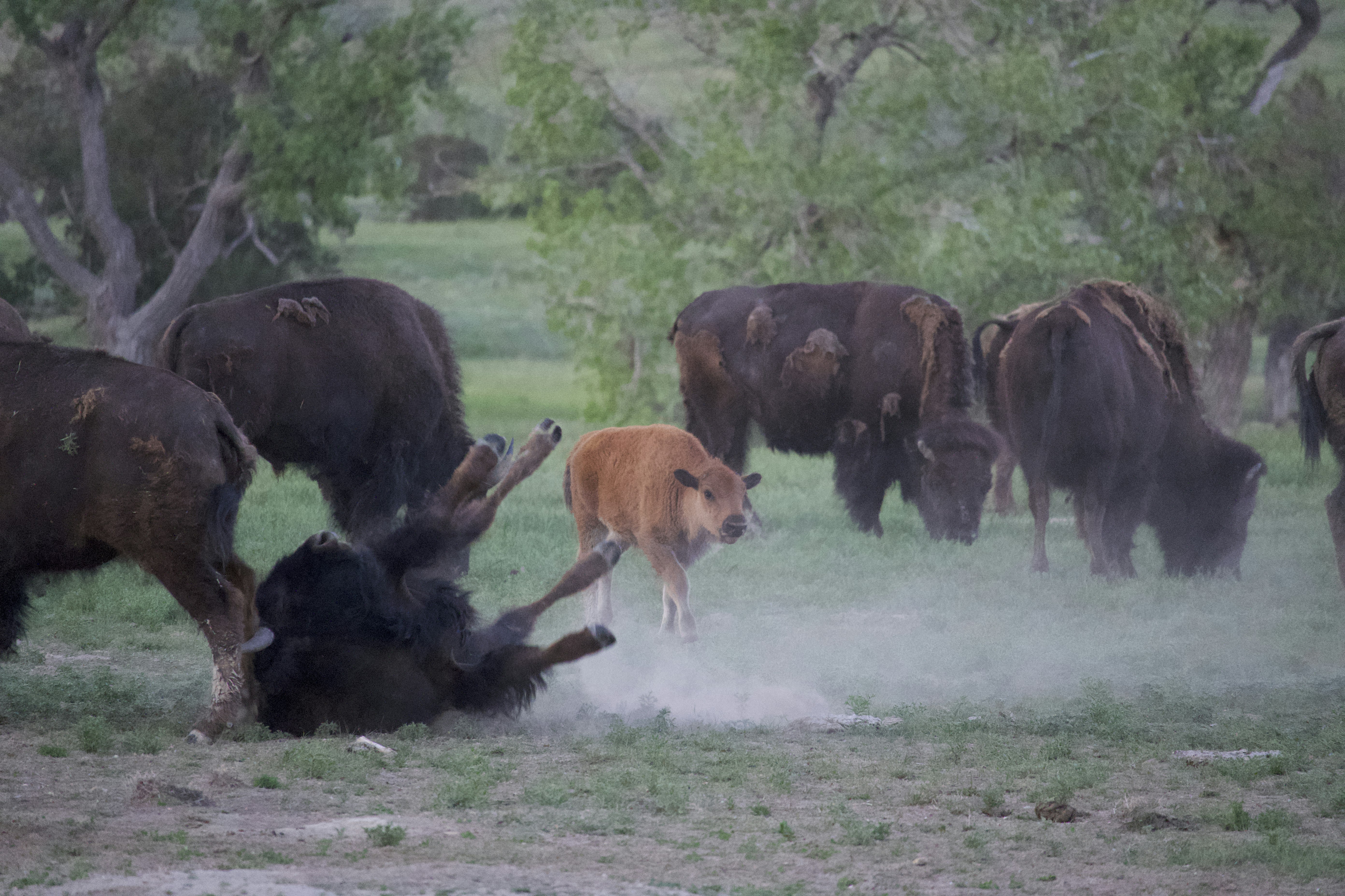 a herd of buffalo standing on top of a lush green field