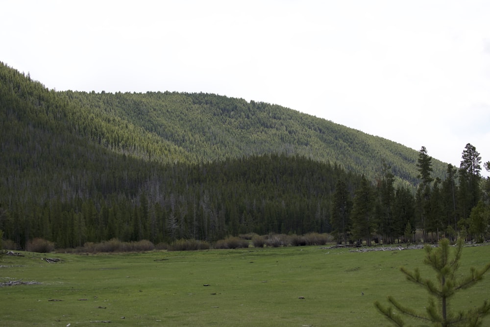 a grassy field with a mountain in the background