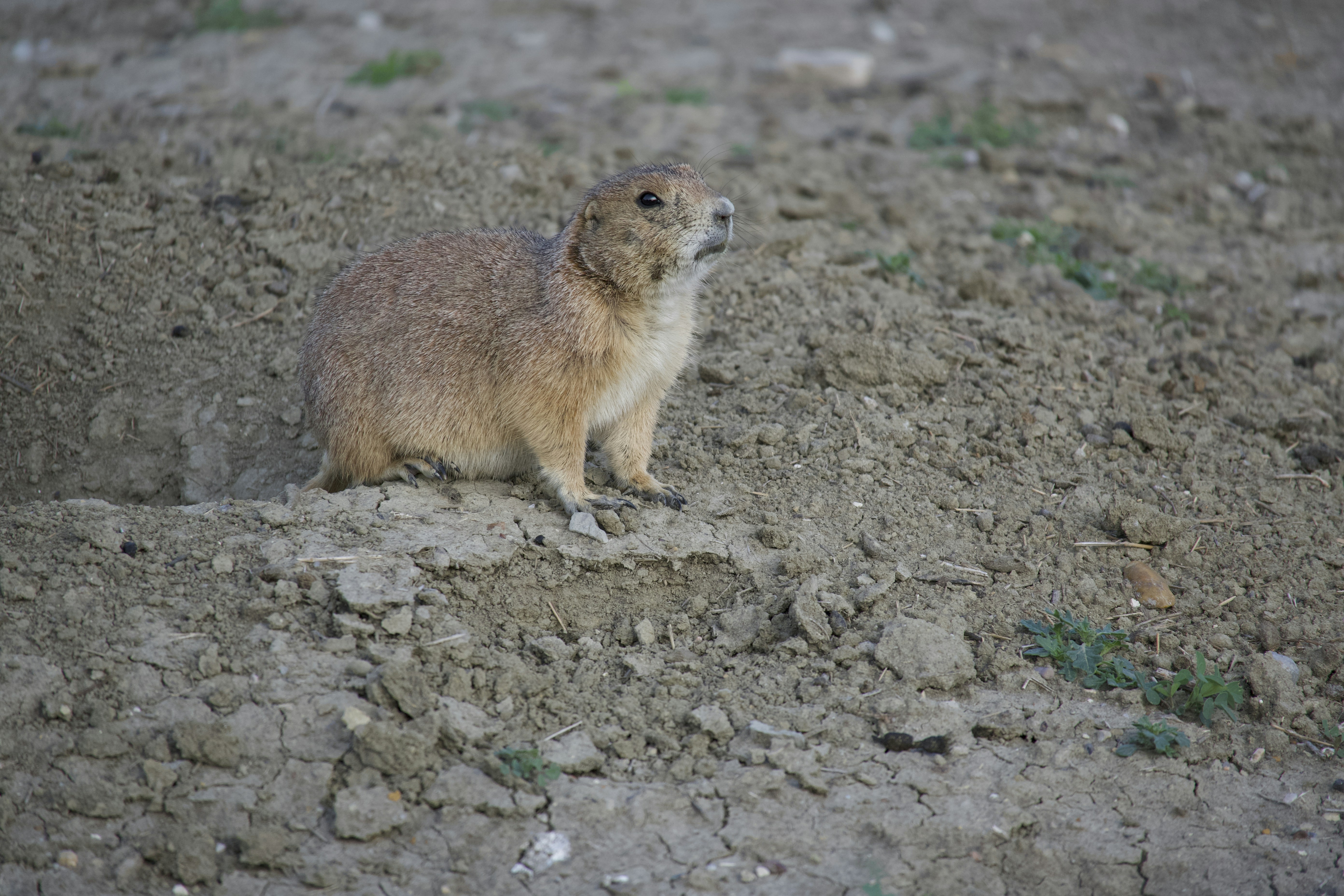 a small animal standing on top of a dirt field