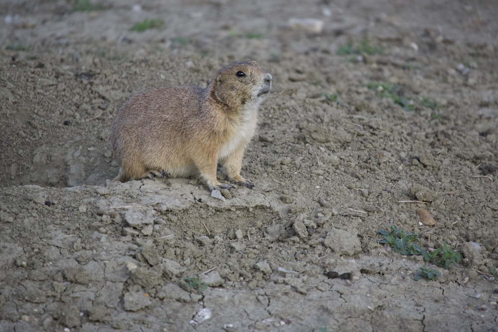 a small animal standing on top of a dirt field