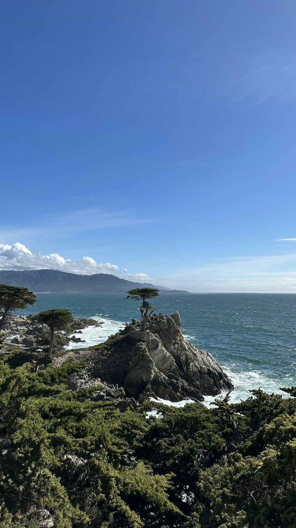 a lone tree on a rocky outcropping by the ocean