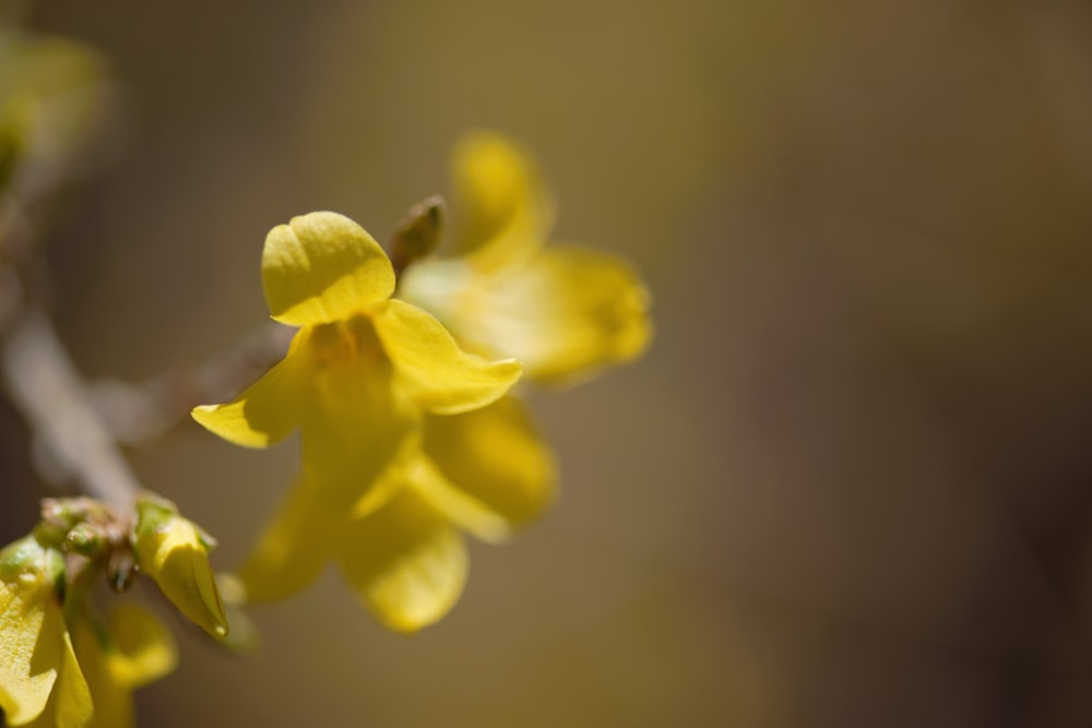 a close up of a yellow flower on a tree