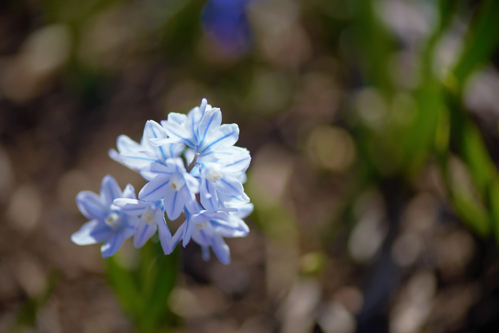 a close up of a blue flower with blurry background