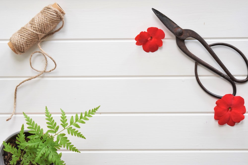 a pair of scissors sitting on top of a table next to a plant