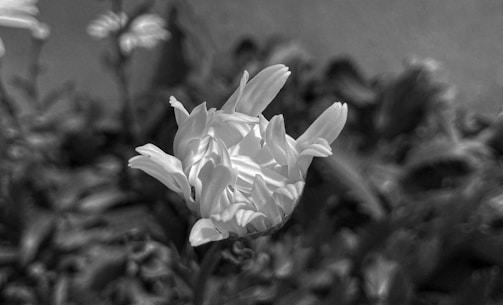 A close-up of a blooming flower, representing growth and discovery.