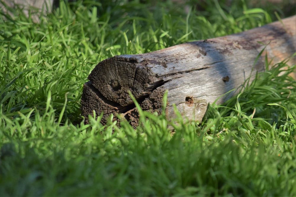 a piece of wood that is laying in the grass