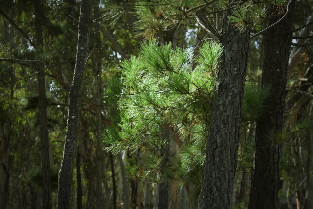 a forest filled with lots of green trees