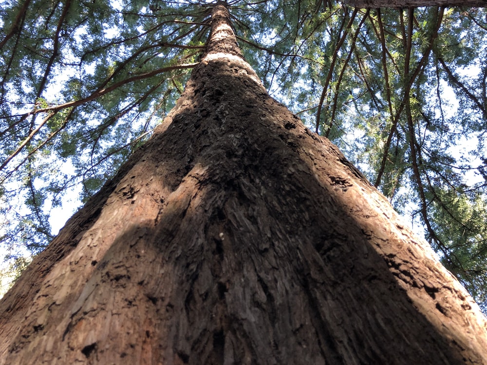 looking up at a tall tree in a forest