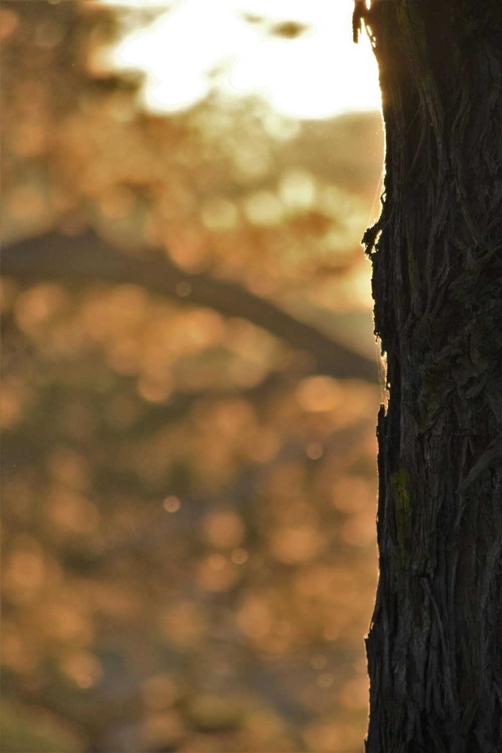 a bird is perched on a tree trunk