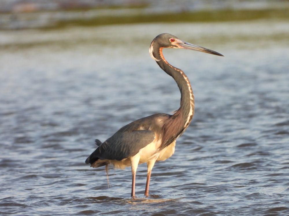 a bird with a long neck standing in the water