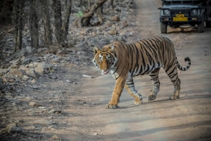 a tiger walking across a dirt road next to a forest