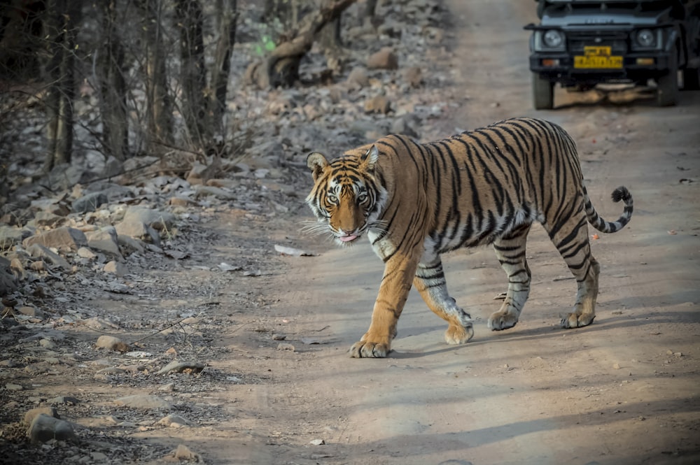 a tiger walking across a dirt road next to a forest