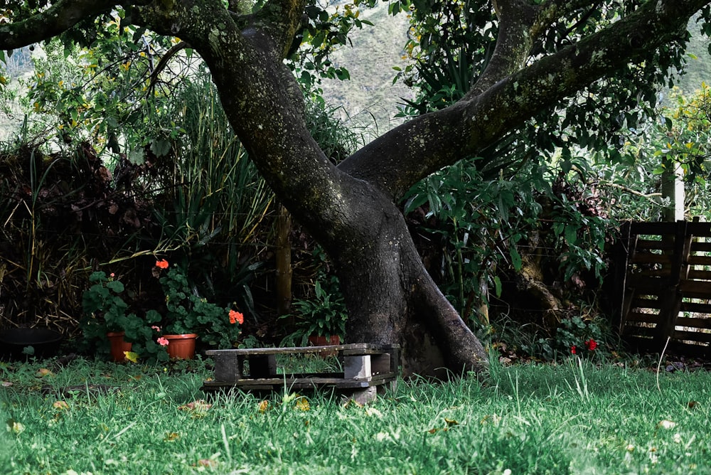 a bench under a tree in a grassy area