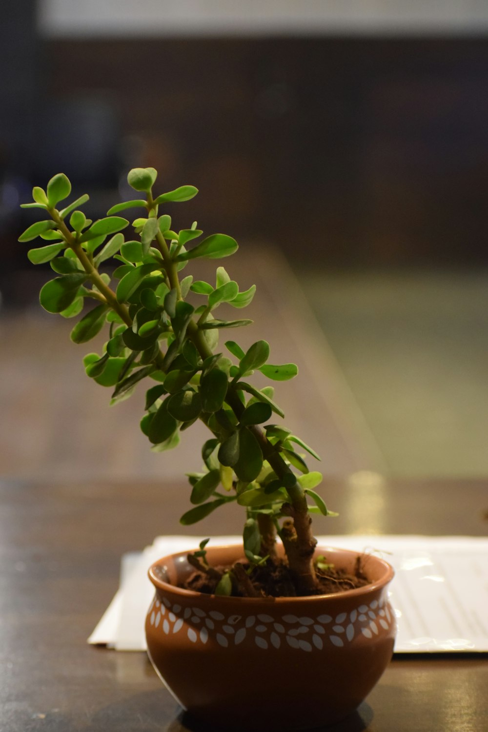 a potted plant sitting on top of a wooden table