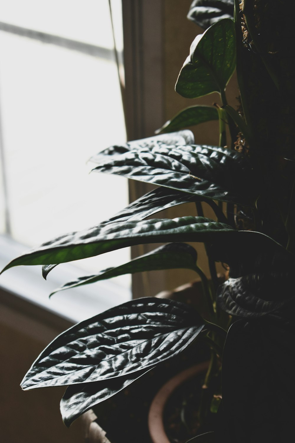 a close up of a potted plant near a window
