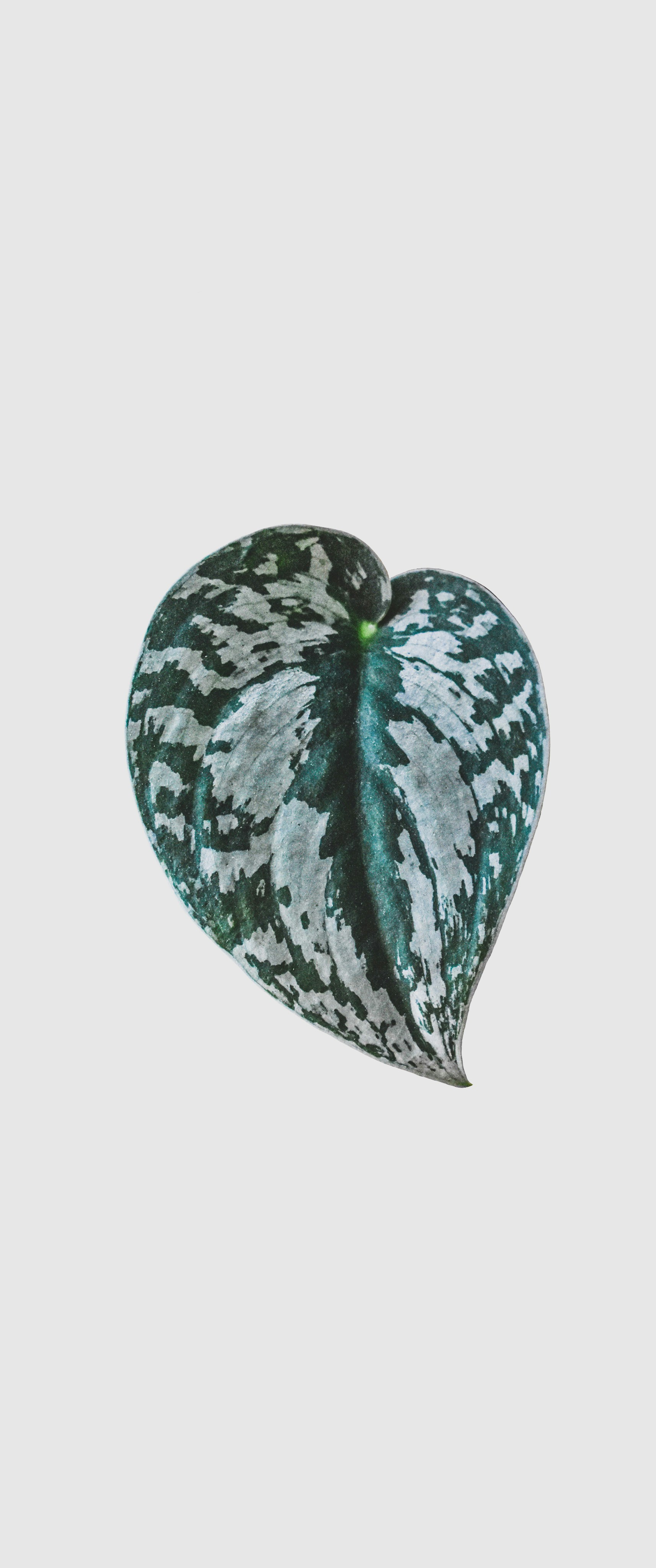 A green and white heart shaped plant on a white background photo – Free ...