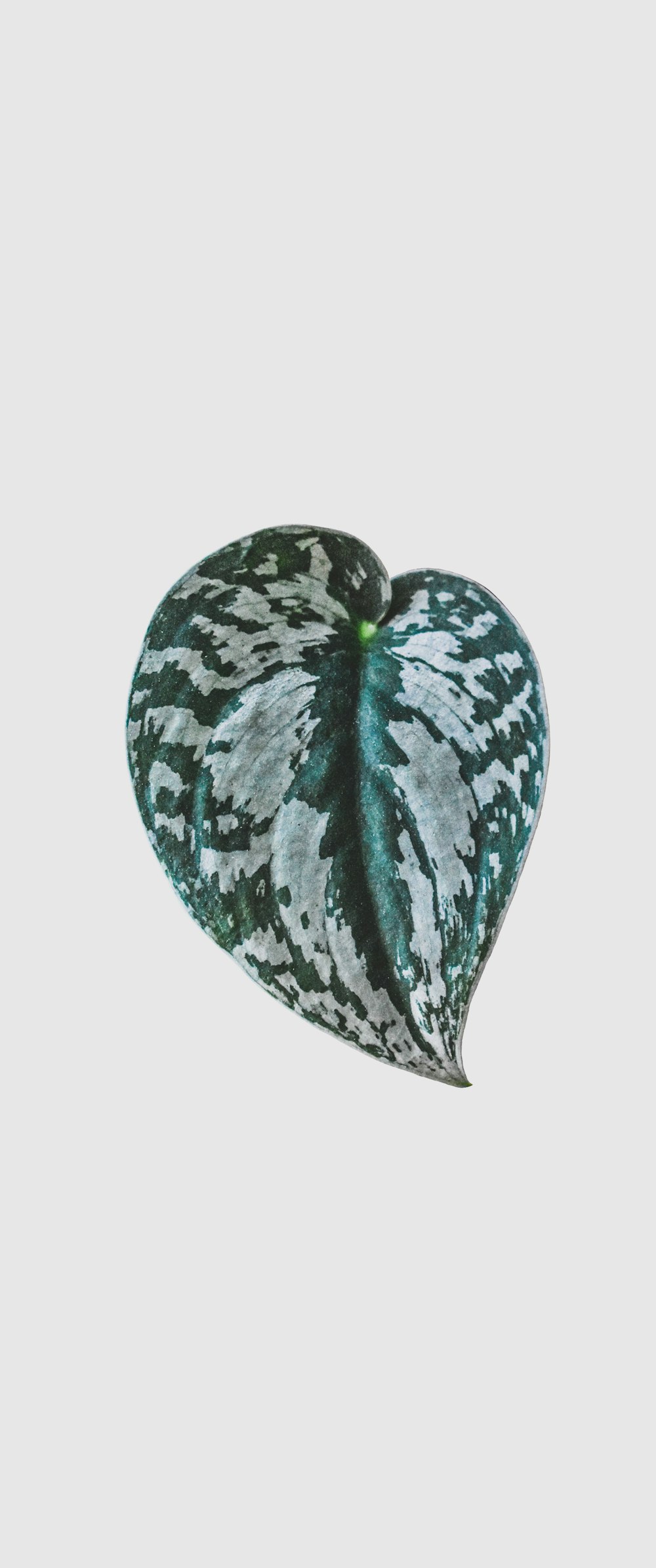 a green and white heart shaped plant on a white background