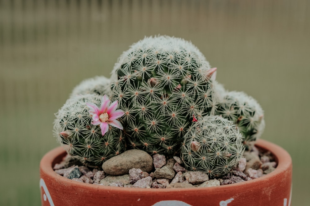 a cactus in a pot with rocks and a pink flower
