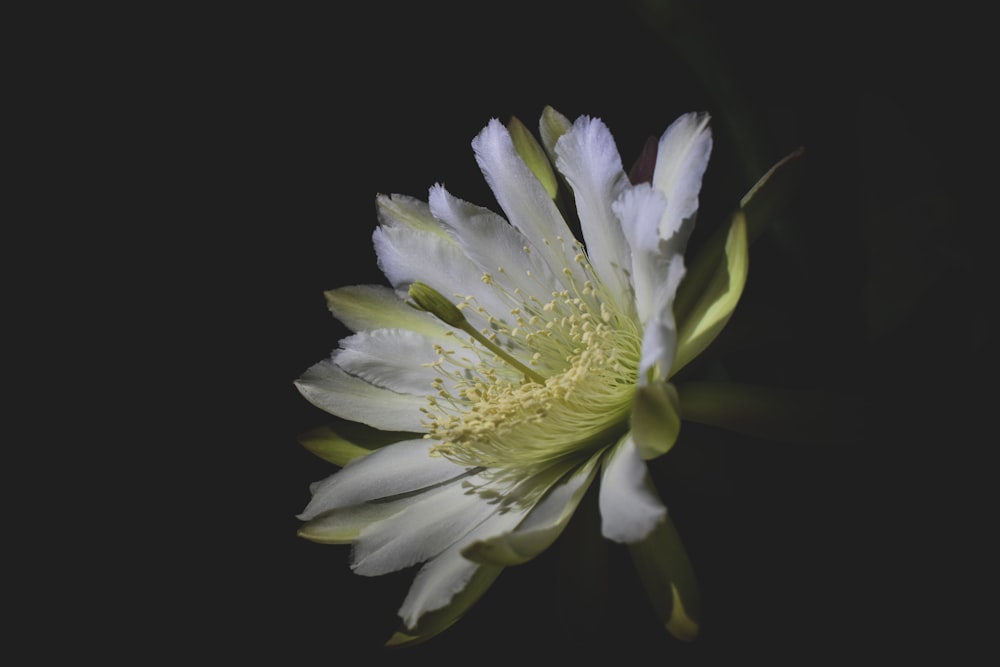 a white and yellow flower on a black background