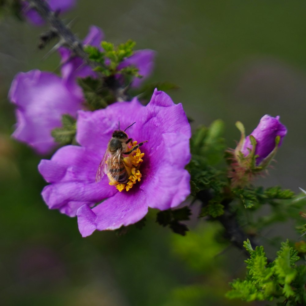 a bee is sitting on a purple flower