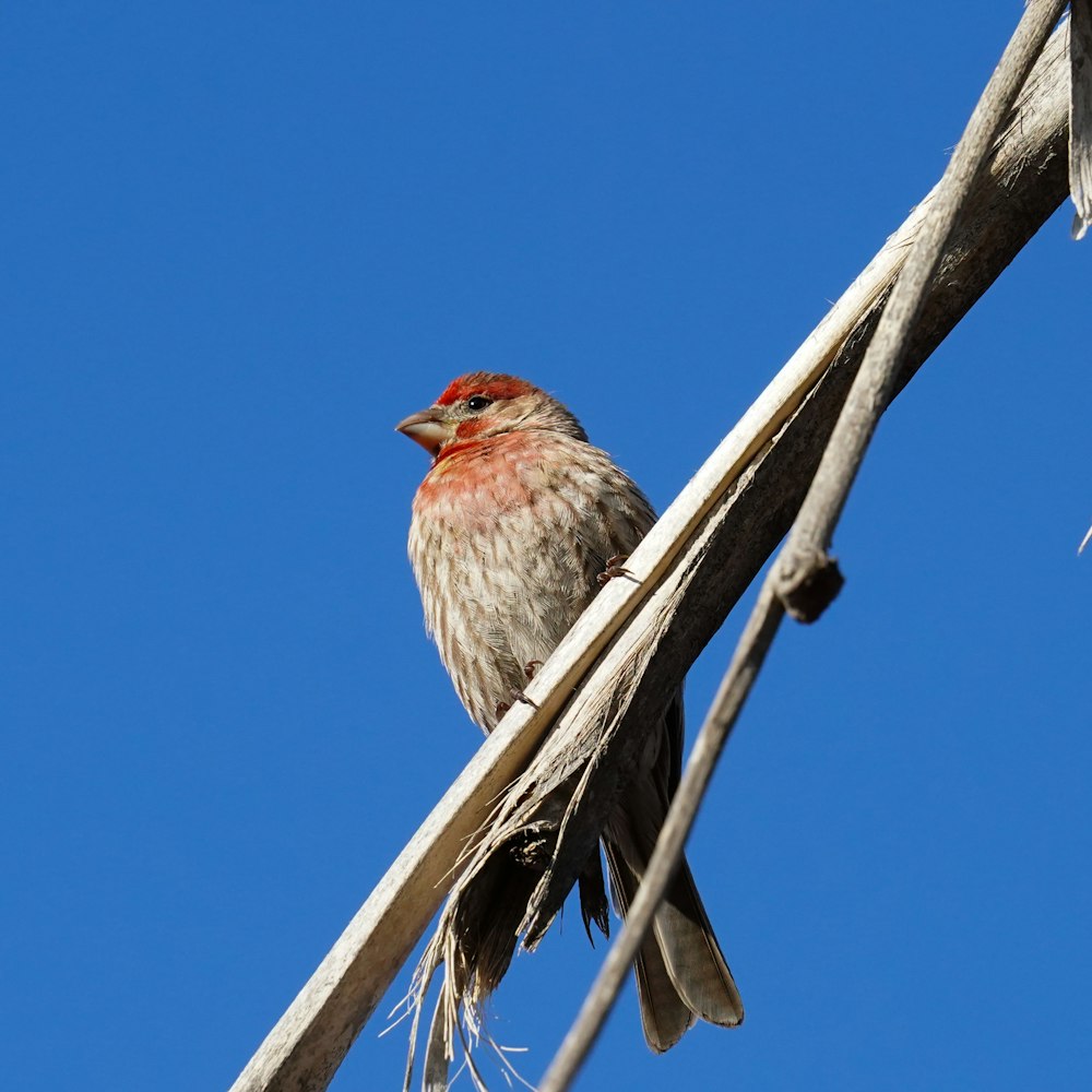 a small bird perched on top of a tree branch