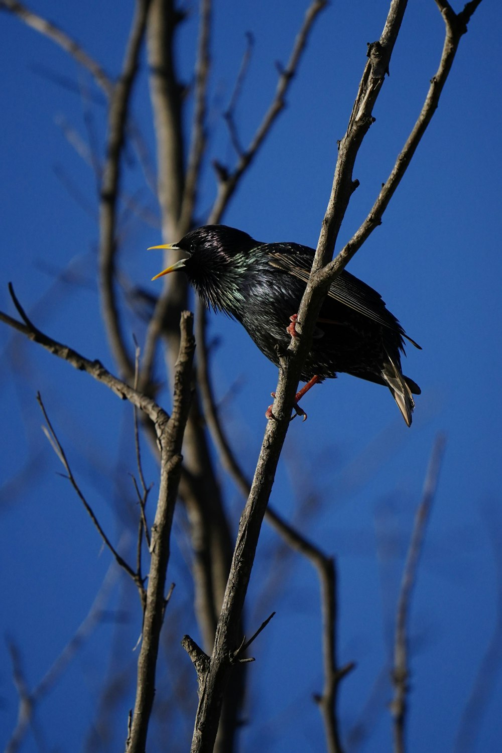 a black bird sitting on top of a tree branch