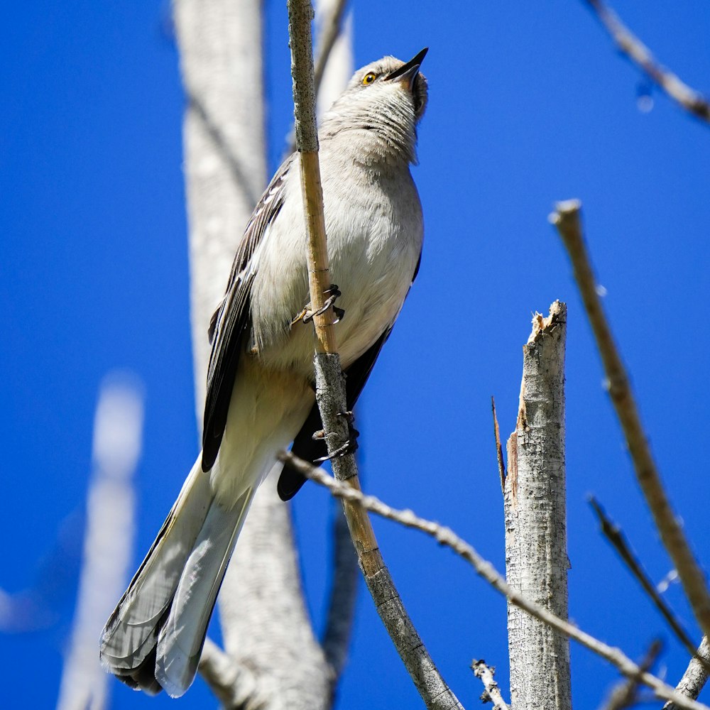 a bird perched on a tree branch with a blue sky in the background