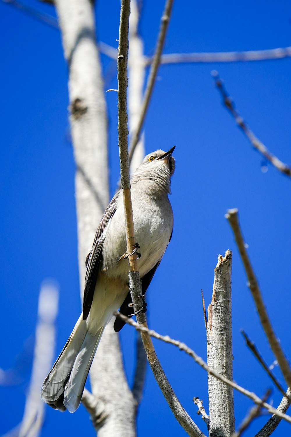 a bird sitting on a branch of a tree