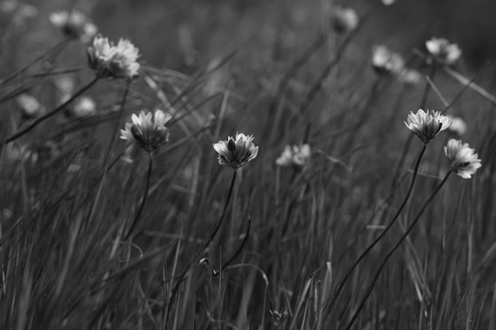 black and white photograph of wildflowers in a field